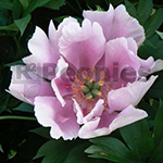 Pioenroos Itoh Norwegian Blush Pioenroos Itoh Norwegian Blush