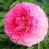 Paeonia Bess Bockstoce