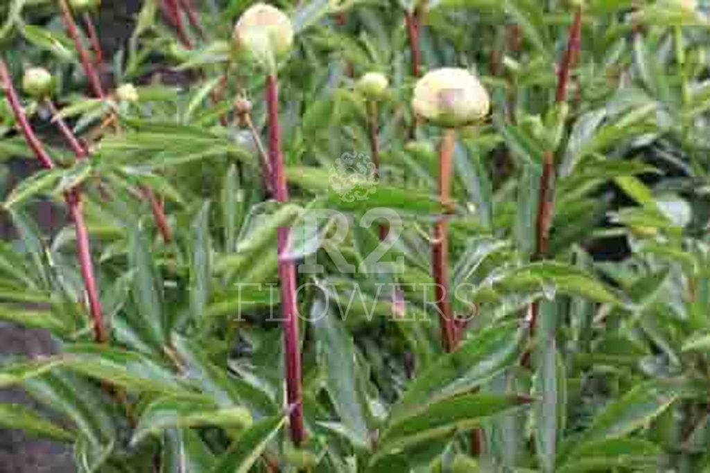 PaeoniaPioen Charlie's White R2 Flowers aanbod