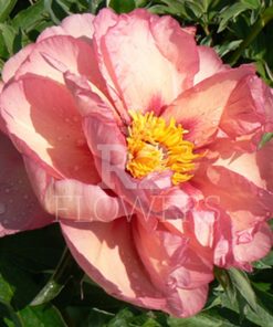 Paeonia-Pioen Old Rose Dandy