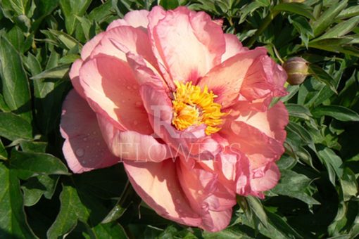 Paeonia-Pioen Old Rose Dandy