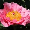 Paeonia-Pioen Salmon Chiffon