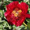 Paeonia-Pioen The Mackinac Grand