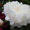 Paeonia-Pioen White Sarah Bernhardt