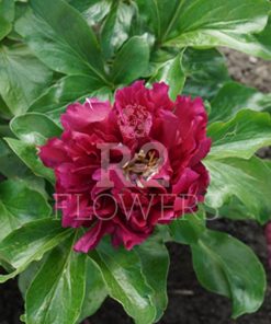 Paeonia Heavenly Mansion