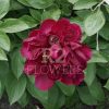 Paeonia Heavenly Red