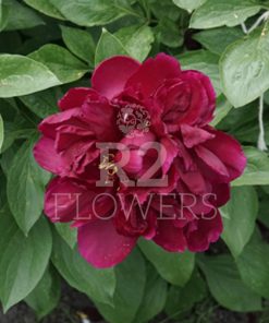 Paeonia Heavenly Red