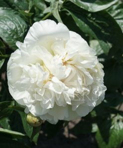 Paeonia Heavenly White