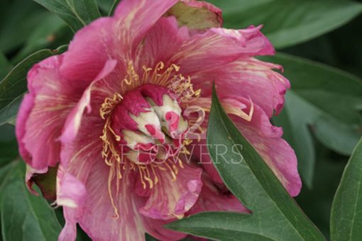 Paeonia-Pioen Out Of Control