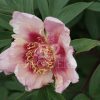 Paeonia-Pioen Rosy Flash