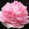 Paeonia-Pioen The Fawn