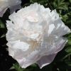 Paeonia Camellia White