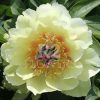 Paeonia Border Charm