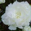 Paeonia Bright White