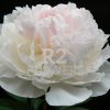 Paeonia Brother Chuck