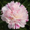 Paeonia Candy Stripe