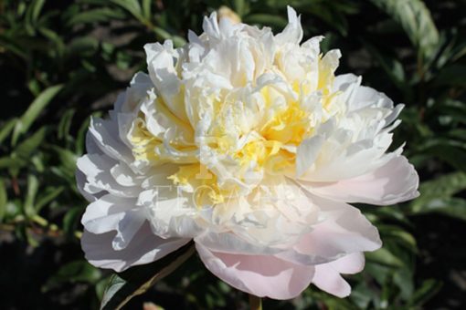 Paeonia Cheddar Cheese
