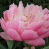 Paeonia Coral Supreme