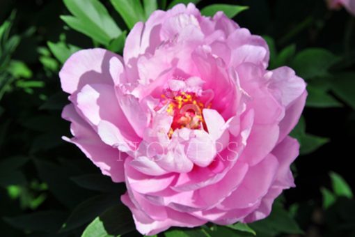 Paeonia First Arrival
