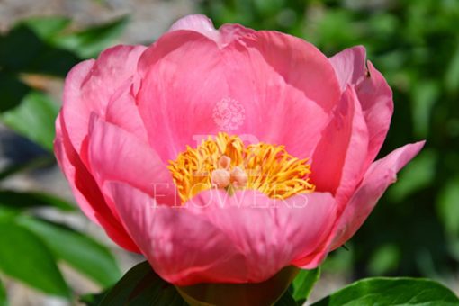 Paeonia-Pioen Lovely Rose