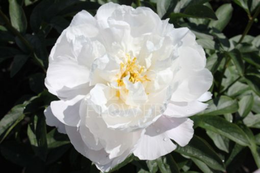 Paeonia-Pioen White Grace