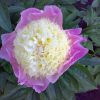 Paeonia-Pioen Touch of Class