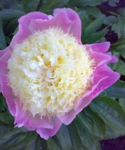Paeonia-Pioen Touch of Class