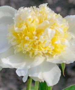 Paeonia-Pioen Majesty’s Imperial