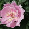 Paeonia Cat Whiskers