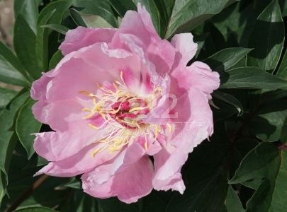 Paeonia Cat Whiskers