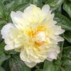 Paeonia-Pioen Majesty’s Crown