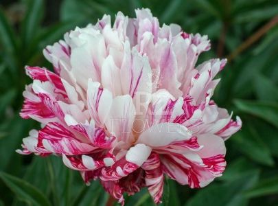 Paeonia Independence Day