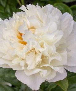 Paeonia-Pioen Majestic White