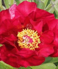 Paeonia-Pioen Sonoma Velvet Ruby
