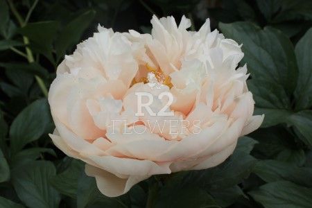 Paeonia King's Day