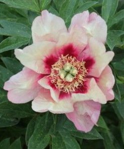 Paeonia Sugar Plum Fairy