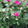 Paeonia-Pioen Pink Ardour