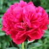 Paeonia Carol