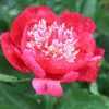 Paeonia Charles Burgess