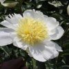 Paeonia Cheddar Gold