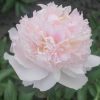 Paeonia Chiffon Parfait