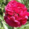 Paeonia Chippewa