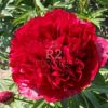 Paeonia Christmas Velvet