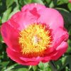 Paeonia Claudia