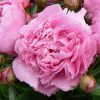 Paeonia Clemenceau