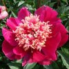 Paeonia Cuckoo's Nest