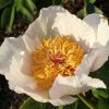 Paeonia Archangel