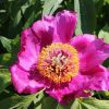 Paeonia subsp banatica