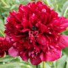 Paeonia Burst of Joy