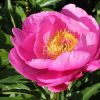 Paeonia Caroline